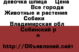 девочка шпица  › Цена ­ 40 000 - Все города Животные и растения » Собаки   . Владимирская обл.,Собинский р-н